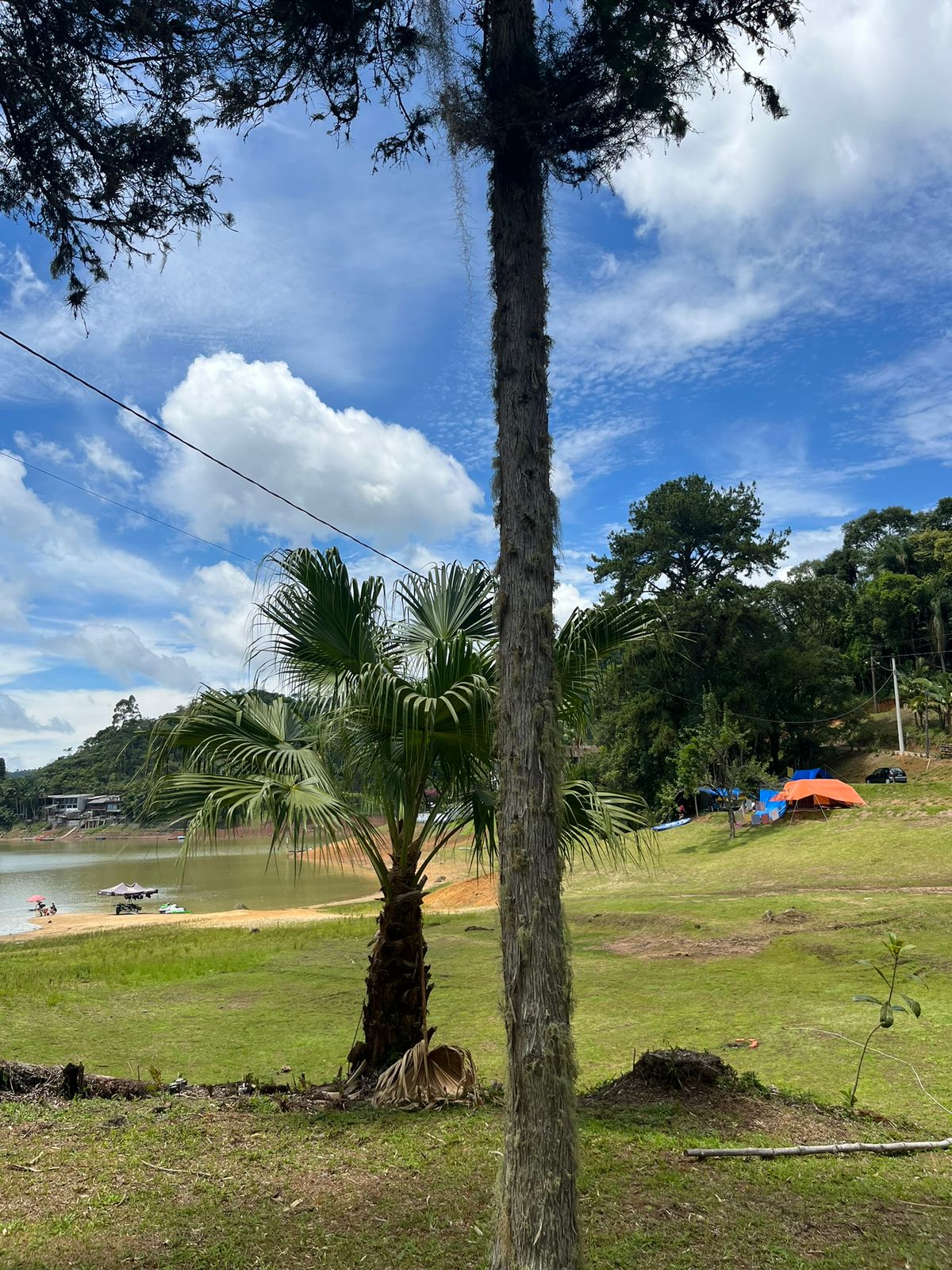 Palmeira e mata em frente à represa